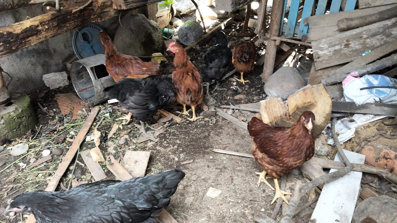 2 months old Rhode Island Red & Black astrolorp