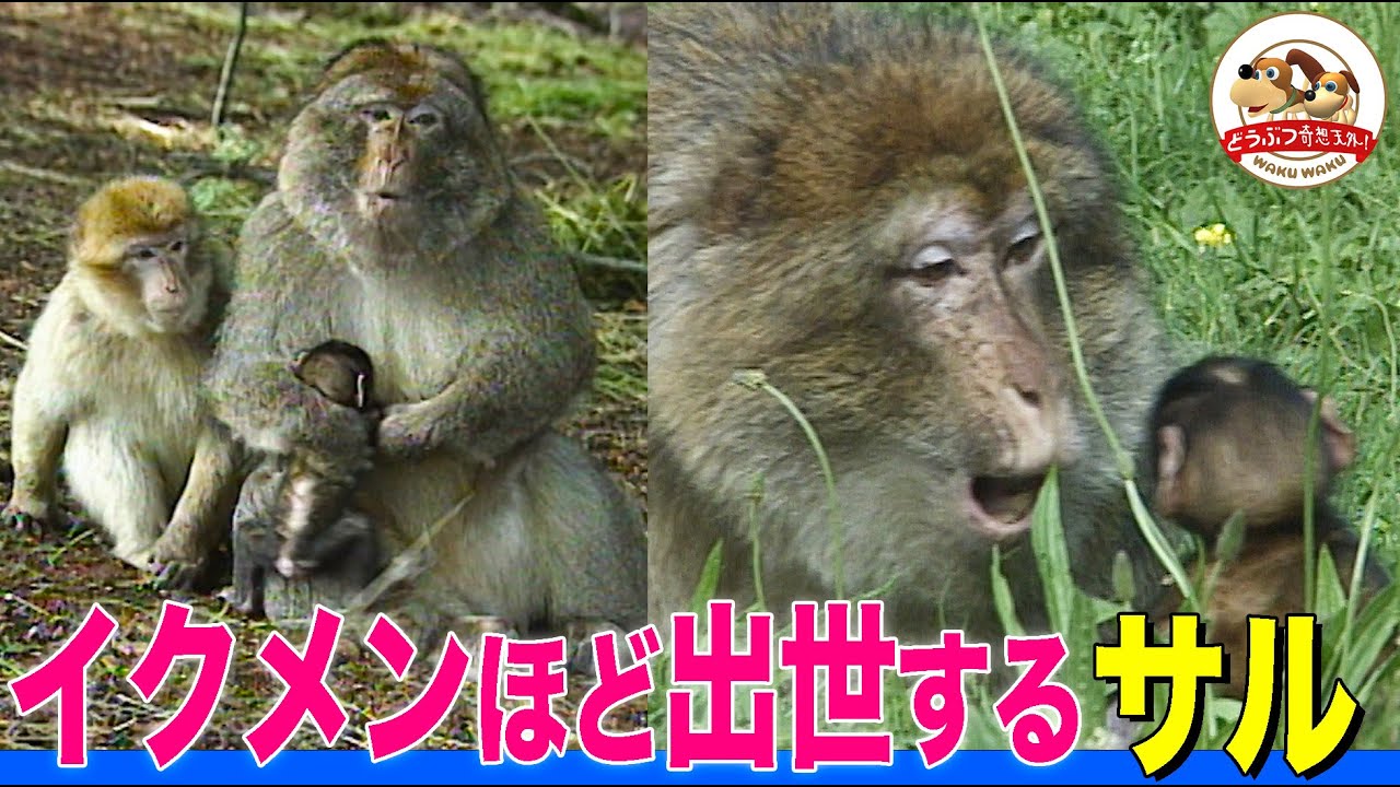 【育児するオスほど出世】政治のために子どもを利用するサル！バーバリーマカクの信じがたい駆け引き【どうぶつ奇想天外／WAKUWAKU】