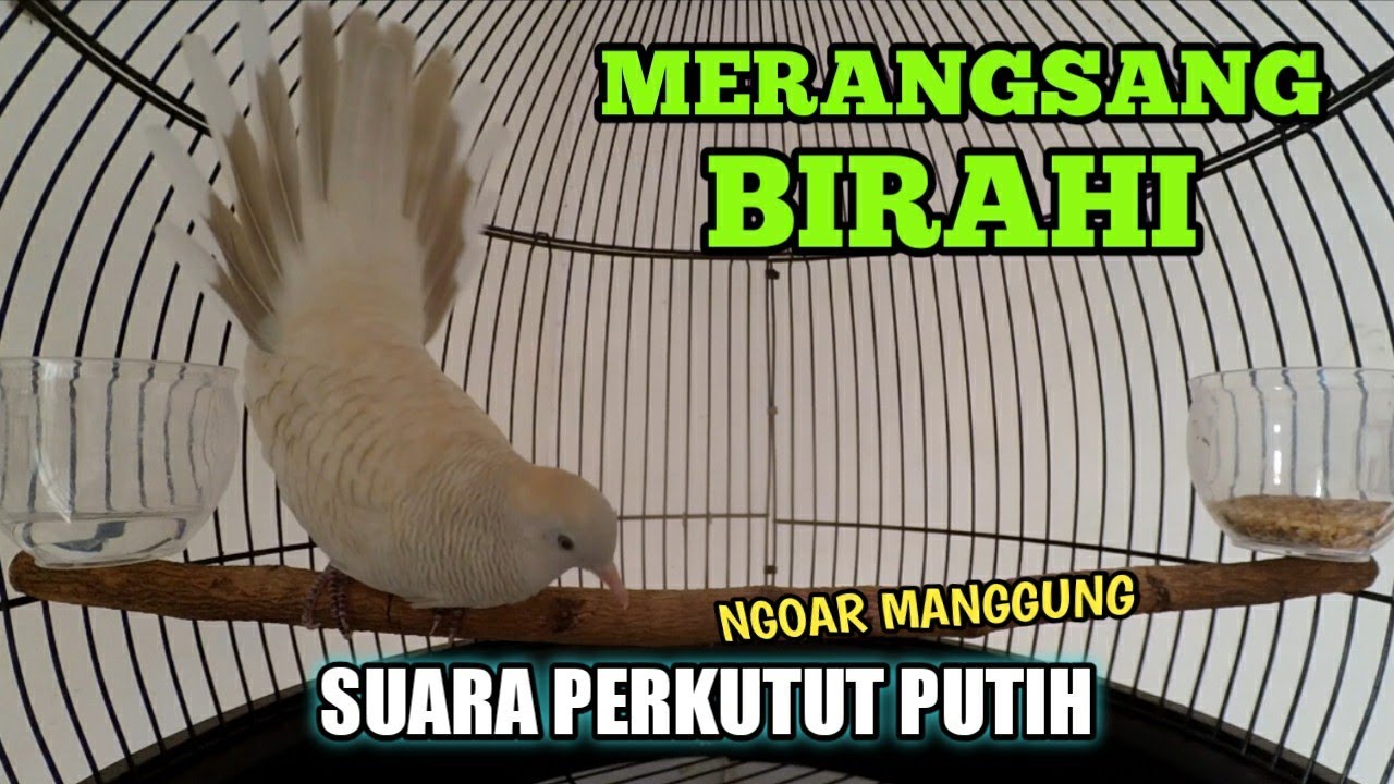 PERKUTUT PUTIH NGOAR MANGGUNG - MERANGSANG BIRAHI