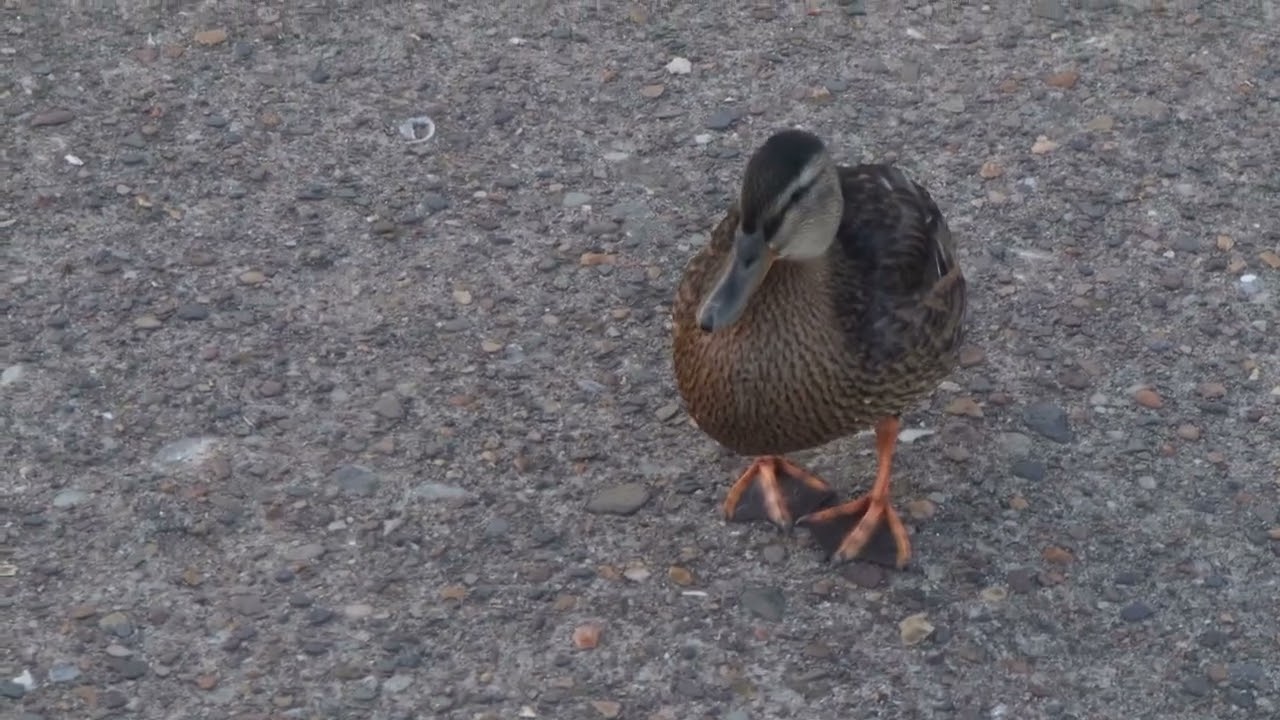 Ducks in Skegness part 7