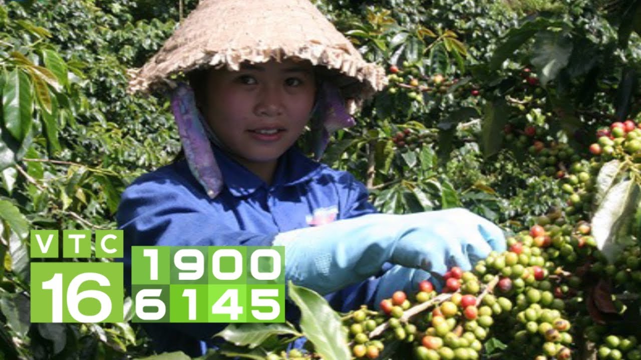 Nên trồng xen cây gì trong vườn cà phê? | VTC16