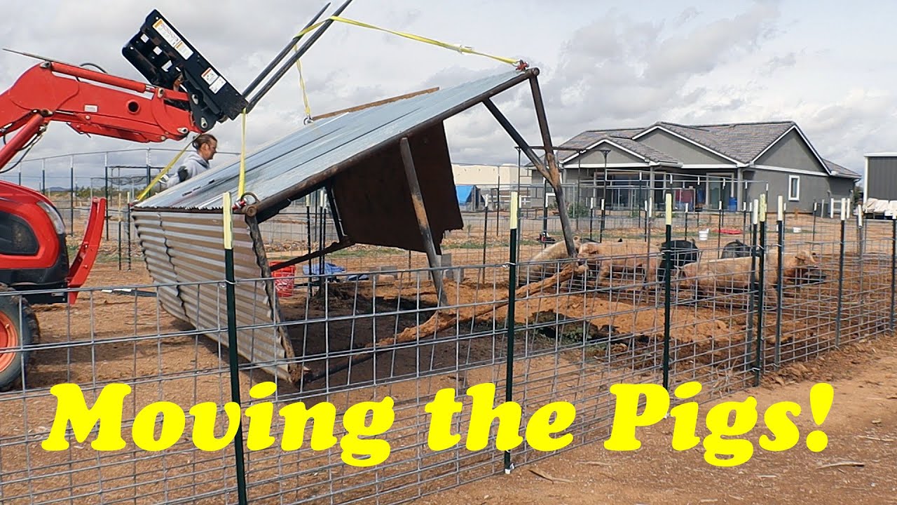 Building Soil in the Desert With Pigs | Moving Pigs to New Ground!