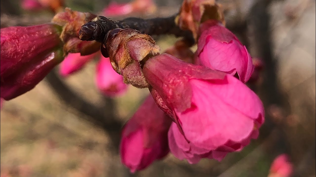 2026年2月27日寒緋桜(千葉市青葉の森公園)
