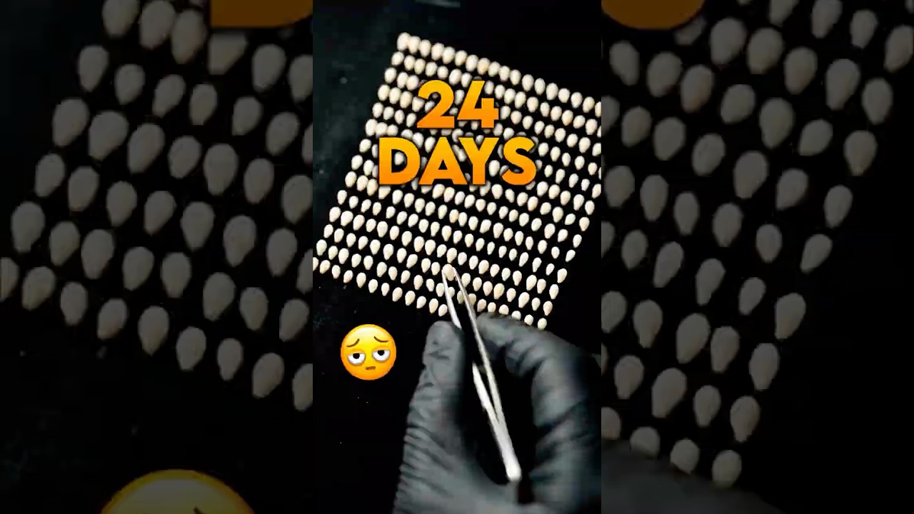 Я потратил 23 дня на обжарку 408 семян (каждое по отдельности) ☀️