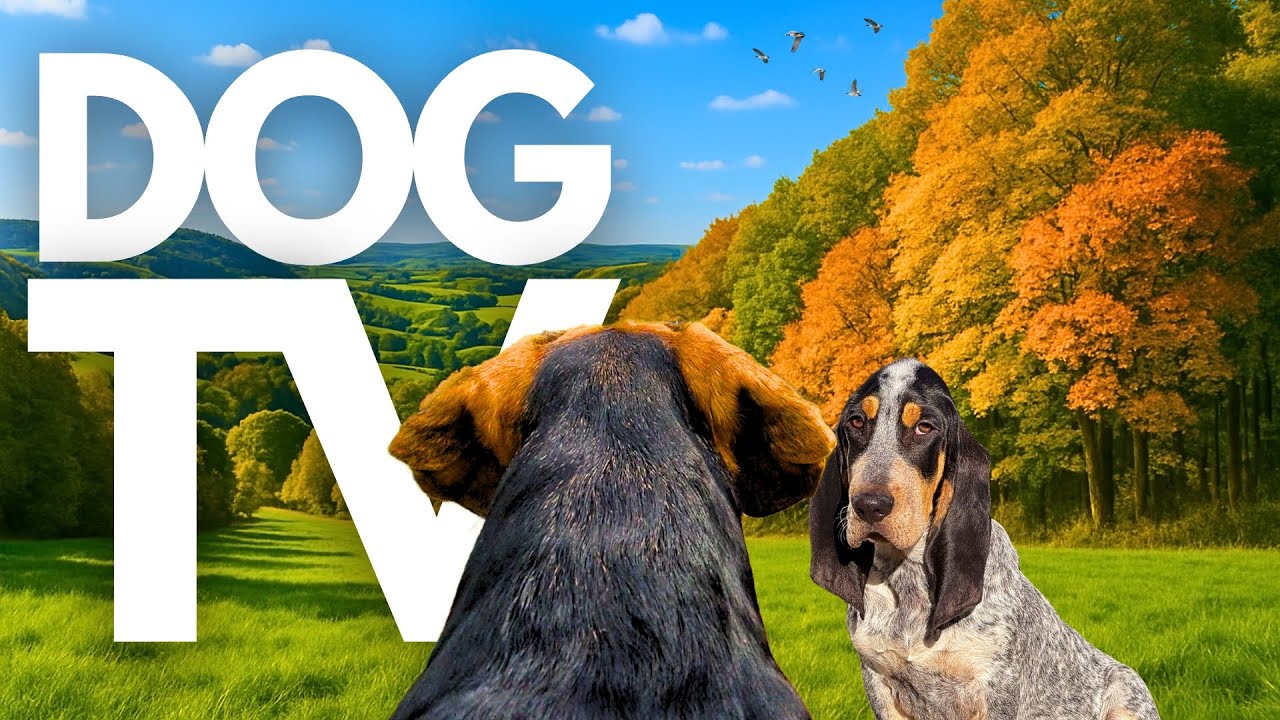 TheDogCam | 10hrs of Soothing Virtual Dog Walks Across Picturesque Farmlands 🐾 🌳 GoPro DogTV