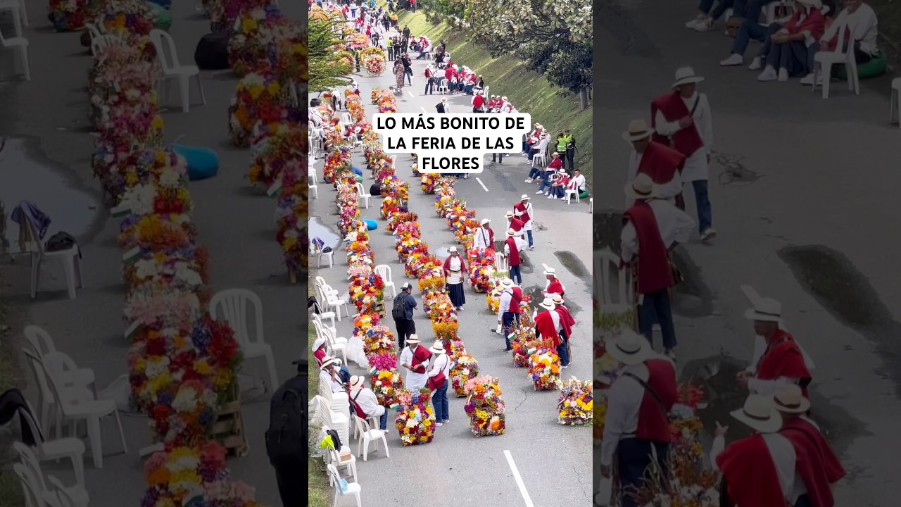 El desfile de SILLETEROS lo m&aacute;s bonito de la feria de las flores. #medellin #feriadelasflores