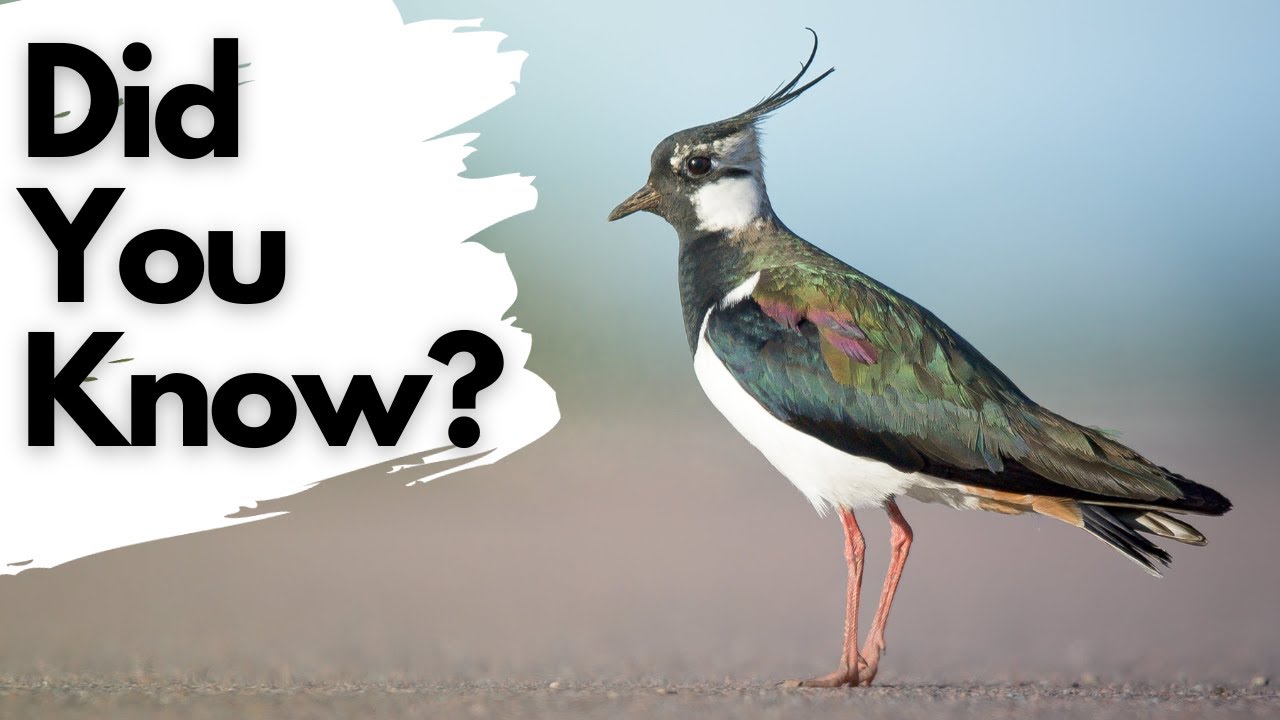 Things you need to know about LAPWINGS!