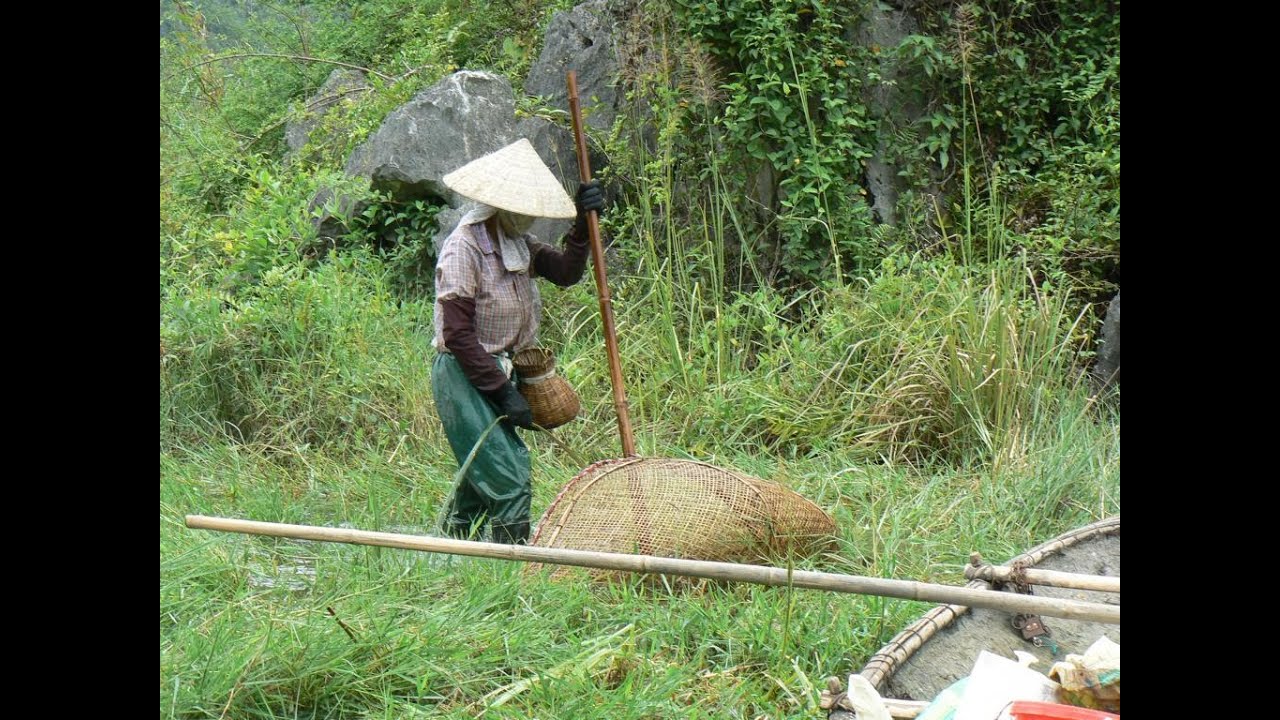 Catching fish by stomping in Vietnam