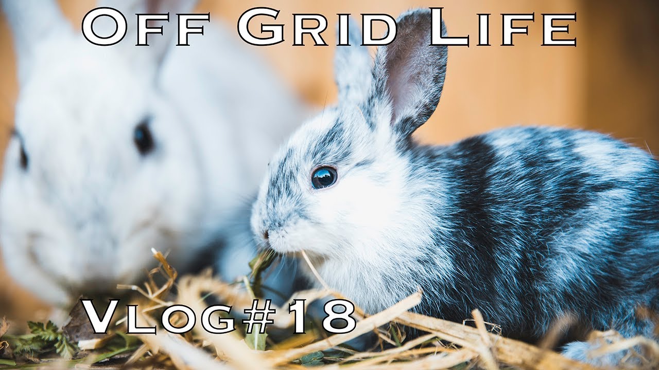 Off Grid Life | Never boring at our place