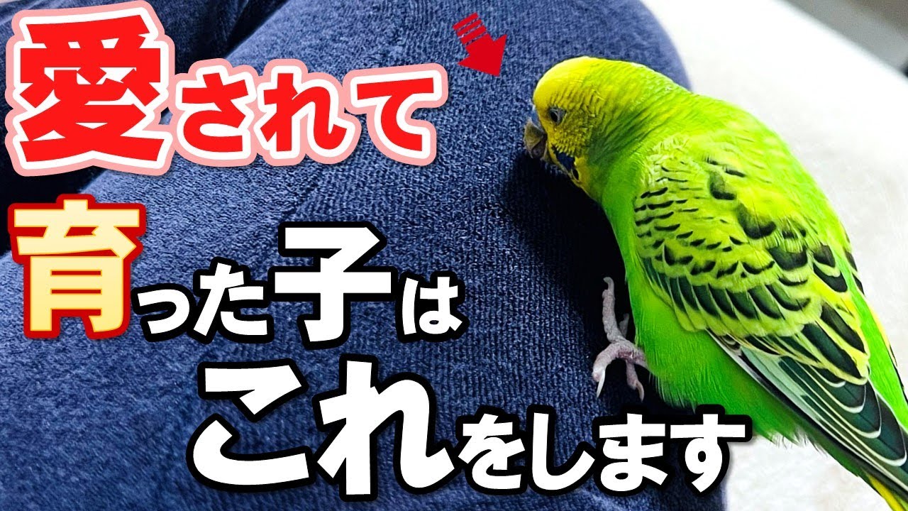 家族から大切に育てられたセキセイインコが大好きな人にだけ見せる仕草