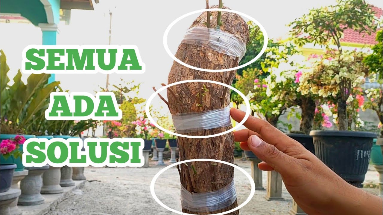 CARA SAMBUNG SISIP BOUGENVILLE TIDAK TUMBUH TUNAS | SAMBUNG SISIP BUNGA KERTAS