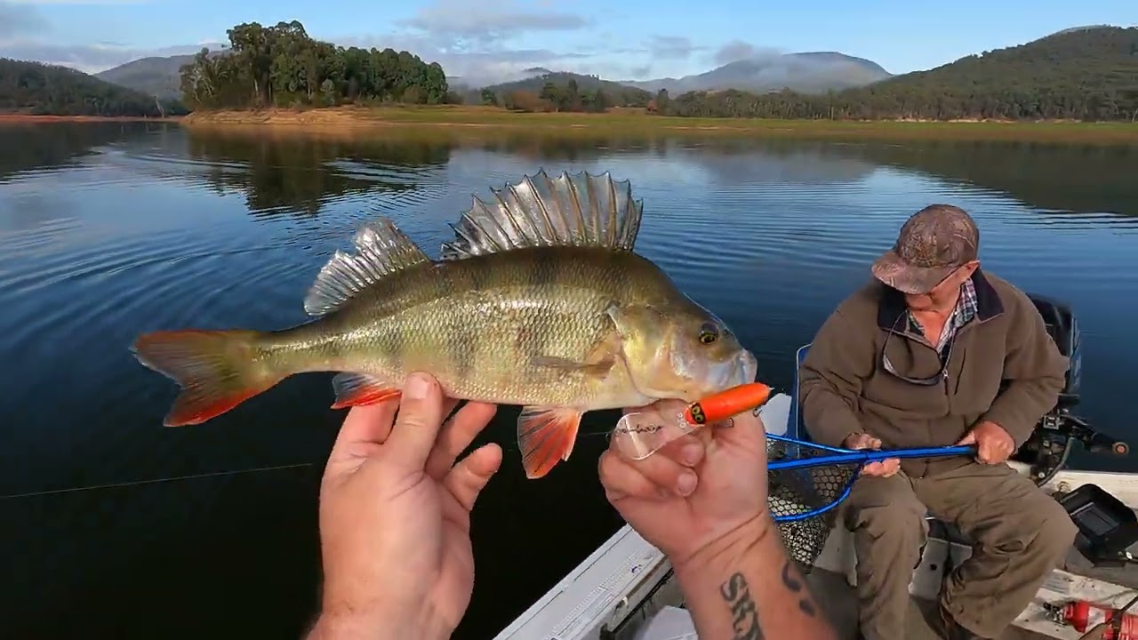 The BEST redfin perch fishing that I have ever had