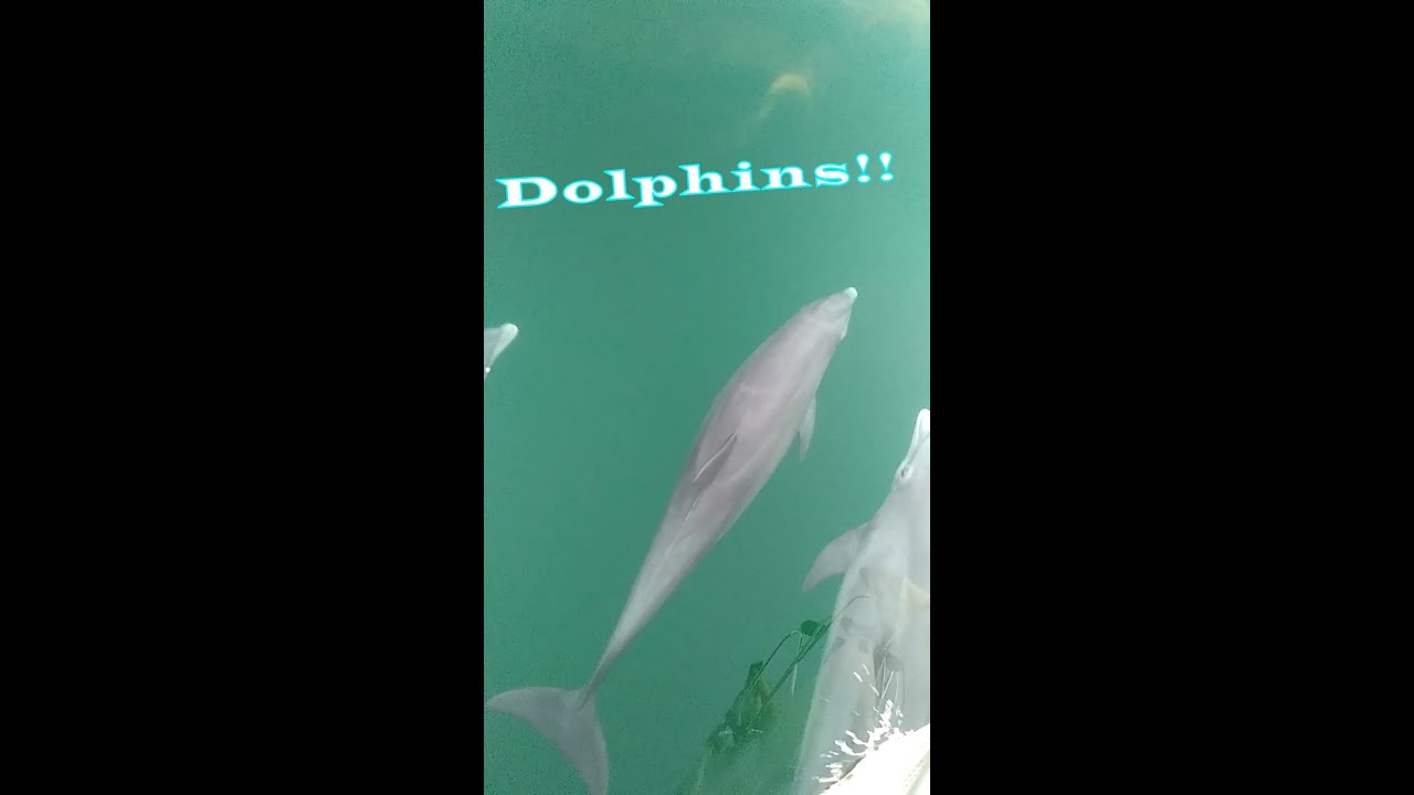 We saw DOLPHINS while sailing!!!!! #sailing #dolphin #shorts