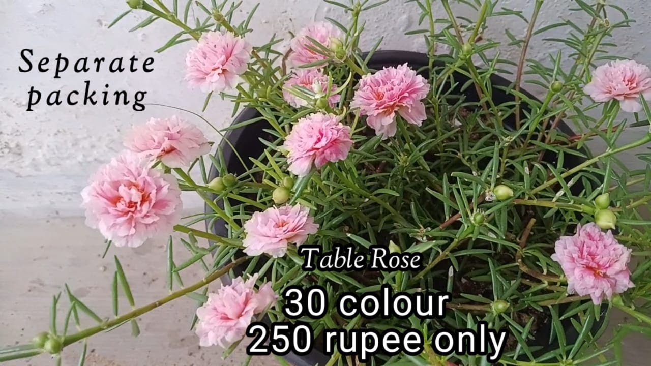 Plant Sale 24.11.25  /  Petals