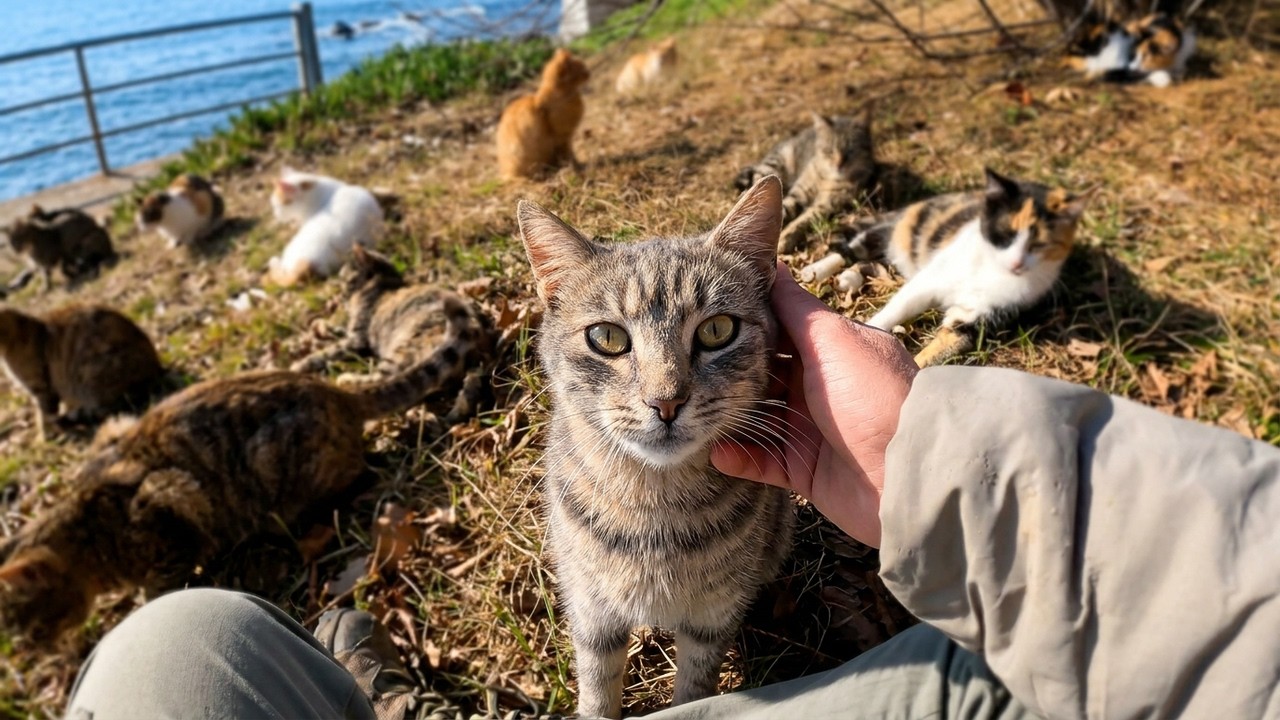 If you sit on this beach you'll be surrounded by cats in no time!