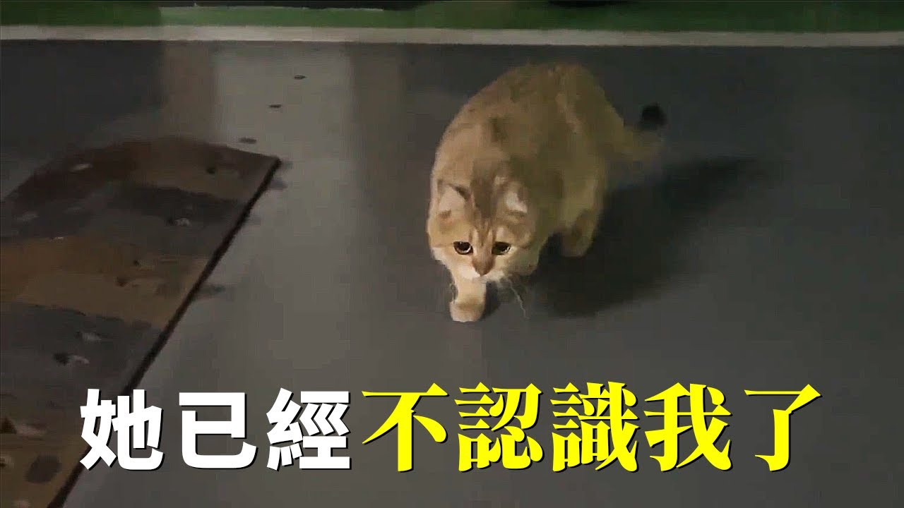 丟失半年的貓在地下車庫出現了