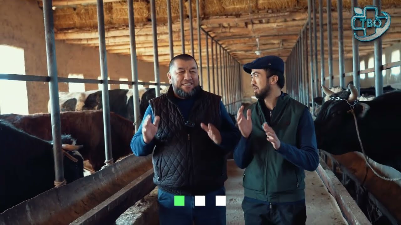 Buqa boqish sirlari va kerakli maslaxatlar