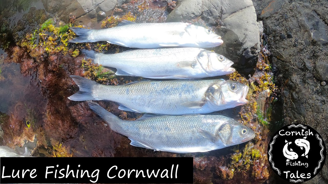 Epic Bass Session - Lure Fishing For Bass Cornwall