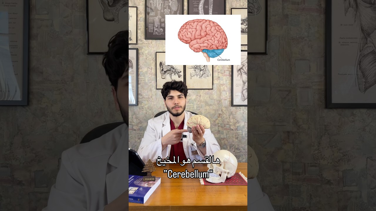 المخيخ 