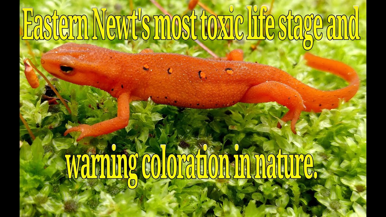 Eastern Newt's most toxic stage: the red eft and warning coloration in nature.