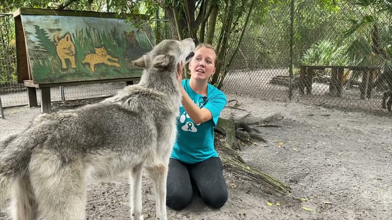 Getting to know Shy Wolf Sanctuary - Naples Preserve Nature Talks 2021