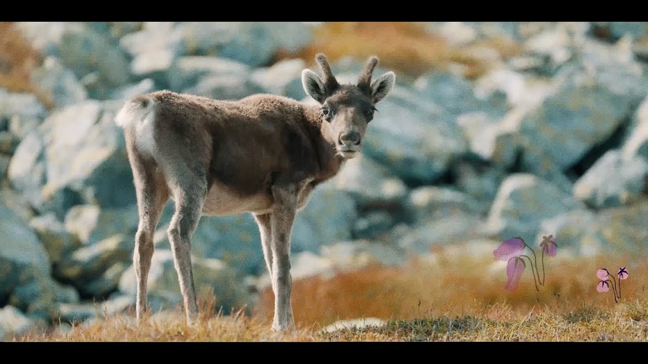 Benedicte Maurseth - Sommarbeite - Official Music Video