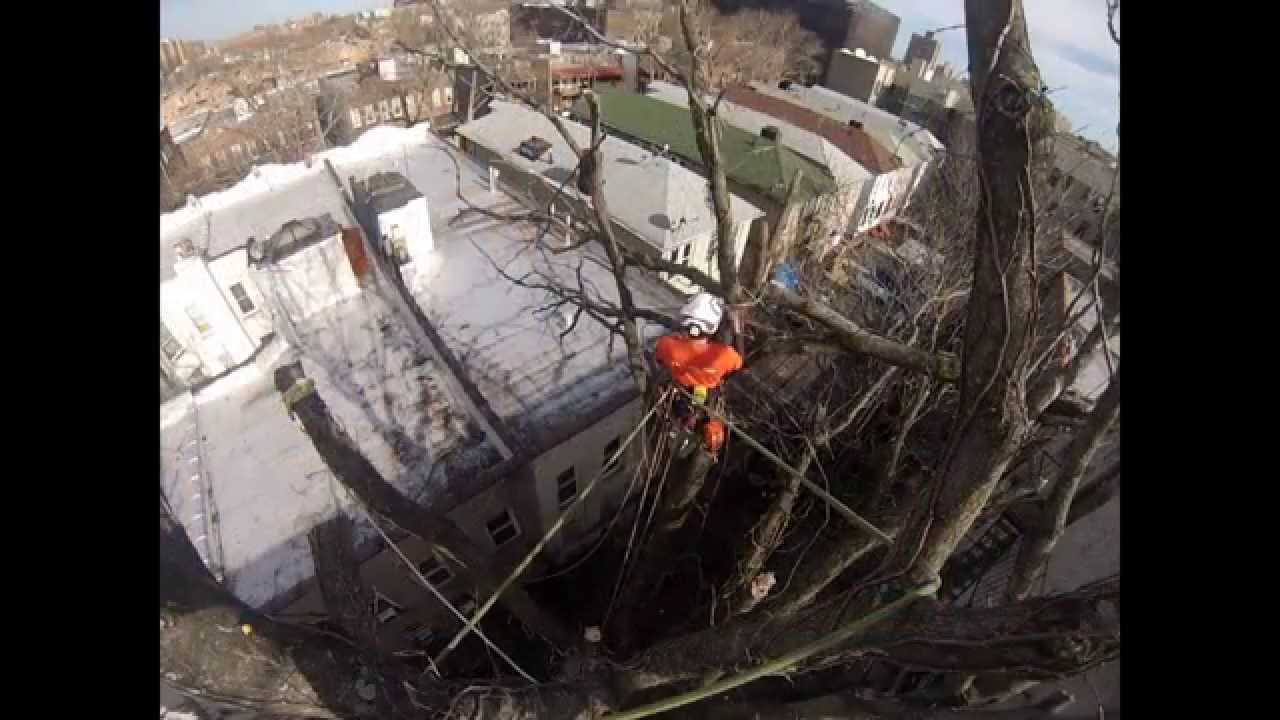 Pfanner man with a THT in the bad trees