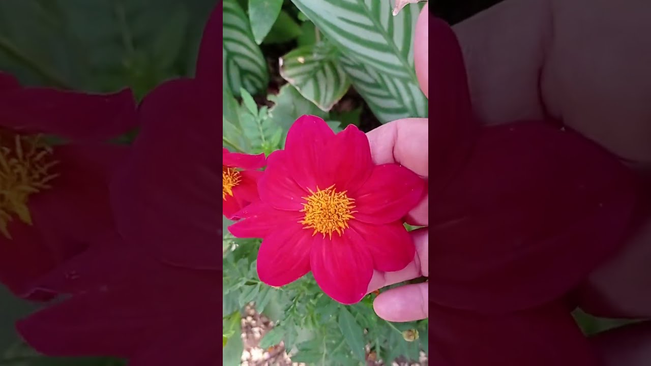 LINDAS FLORES DO MEU JARDIM