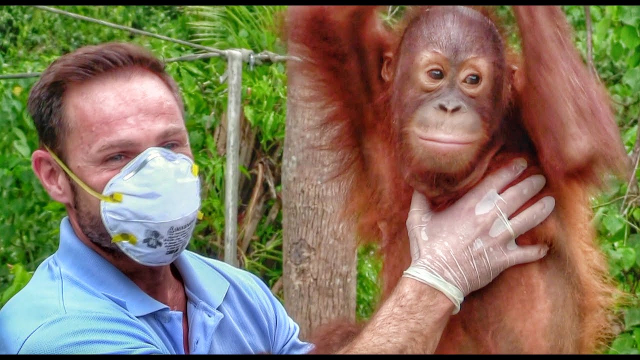 🐵 История спасения малыша-орангутанга Пинат: самое милое животное на свете и трогательная история...
