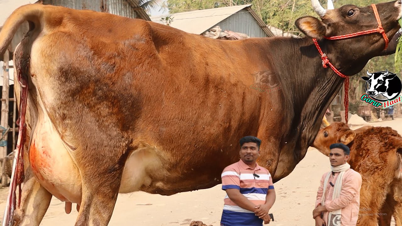 মিল্ক ভিটার ১০০% জার্সি পুরাই দেশ কাঁপানো দামে। টিভিতে দেখা স্বপ্নের গাভী আজ অবিশ্বাস্য দামে।গরুরহাট