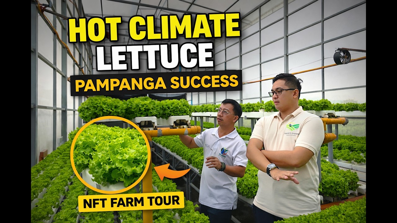 NFT Lettuce Farm Tour | How Olmetie Thrives in the Hottest Areas of Pampanga