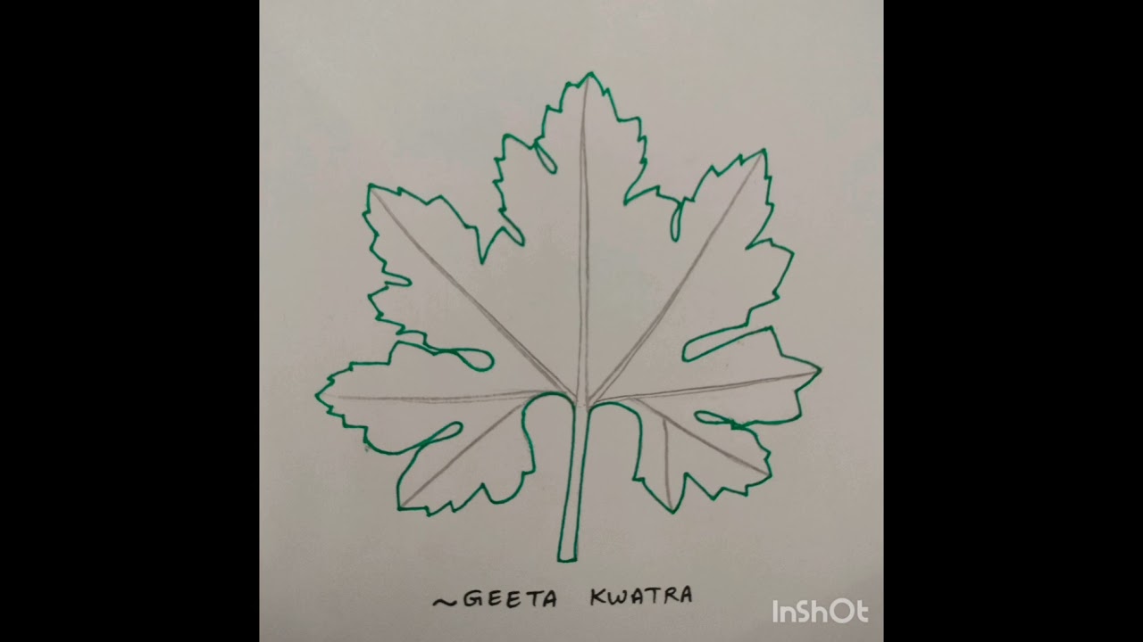 Drawing of Karela Leaf (Step by Step)#karela#bitter gourd #bitter melon#leaf#art@geetakwatra699