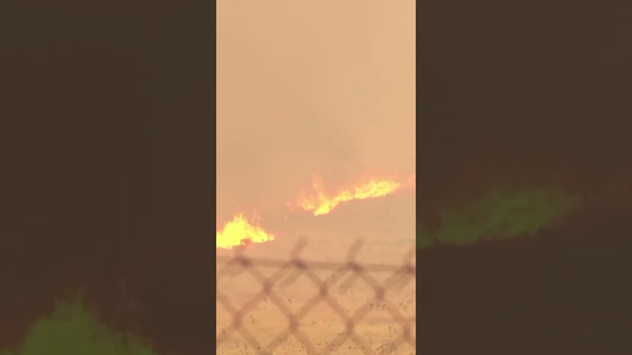 Horses in Greece flee from wildfire