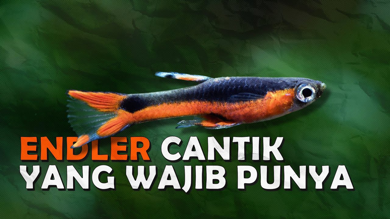 KECIL TAPI CANTIK, 10 JENIS ENDLER GUPPY TERCANTIK YANG WAJIB KAMU PUNYA