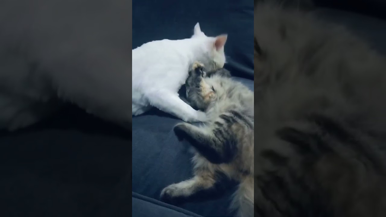 Joekuttan 💕 Joemol