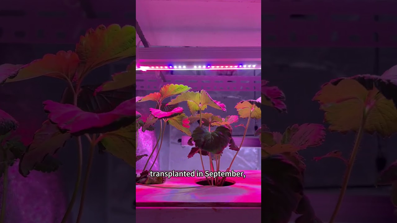 Strawberry Flower Bud Differentiation - Indoor growing Experiment with different spectra.