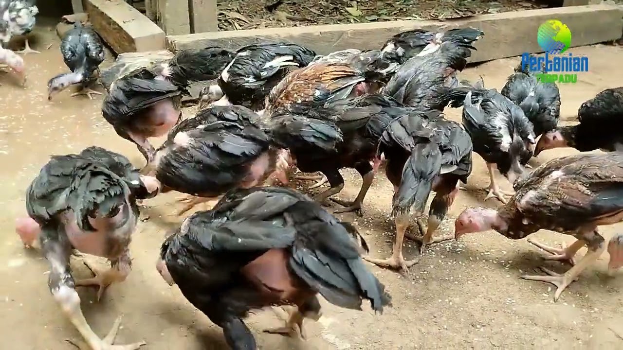 Tanpa Penyakit, Bebas Aratan | Rahasia Saya Ternak Ayam Selalu Sehat