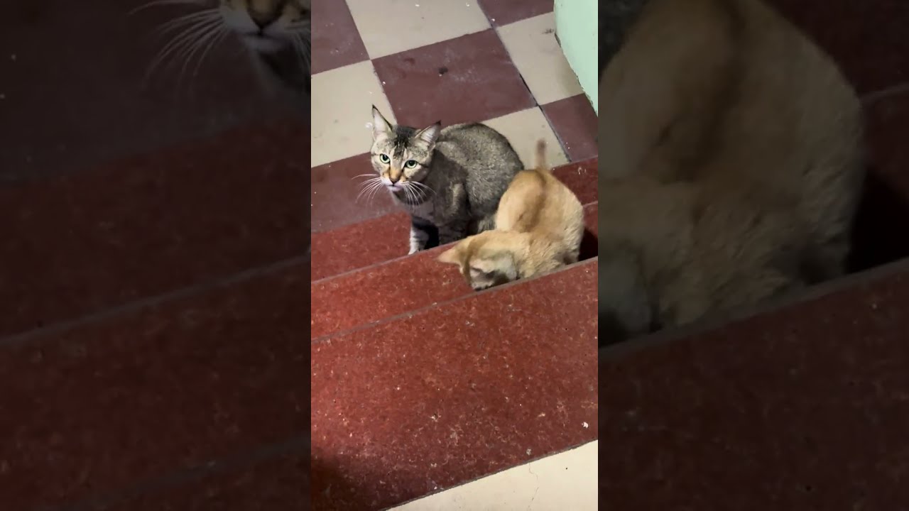 # cat and kitten मम्मी और kitty का खाना खाना हो गया अब grooming time
