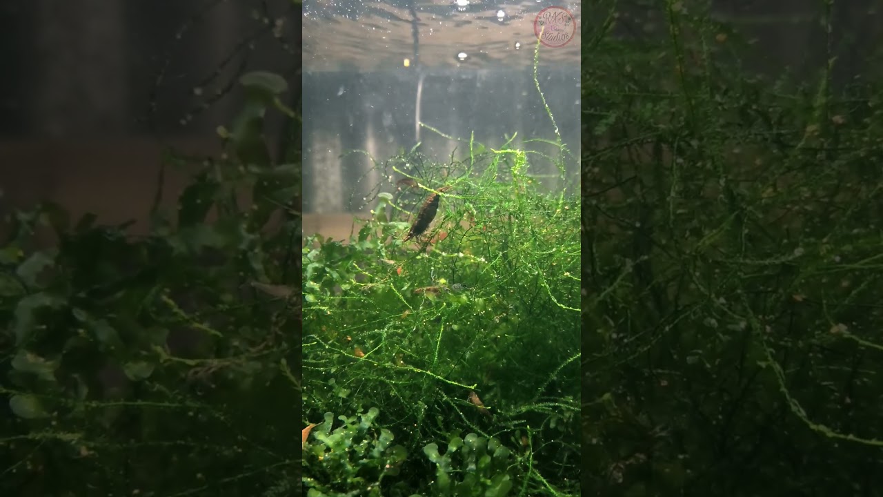 Shrimps are Chilling☺️ #shorts #aquascape #aquarium #aquaticparadise #aquaticwonders #trending