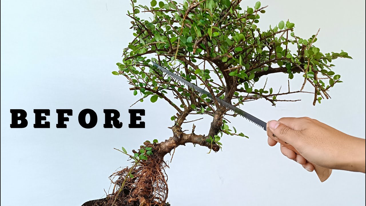 Bonsai For Beginners| Creating A Antidesma Acidum Bonsai Tree| Cây Sam Núi Trái