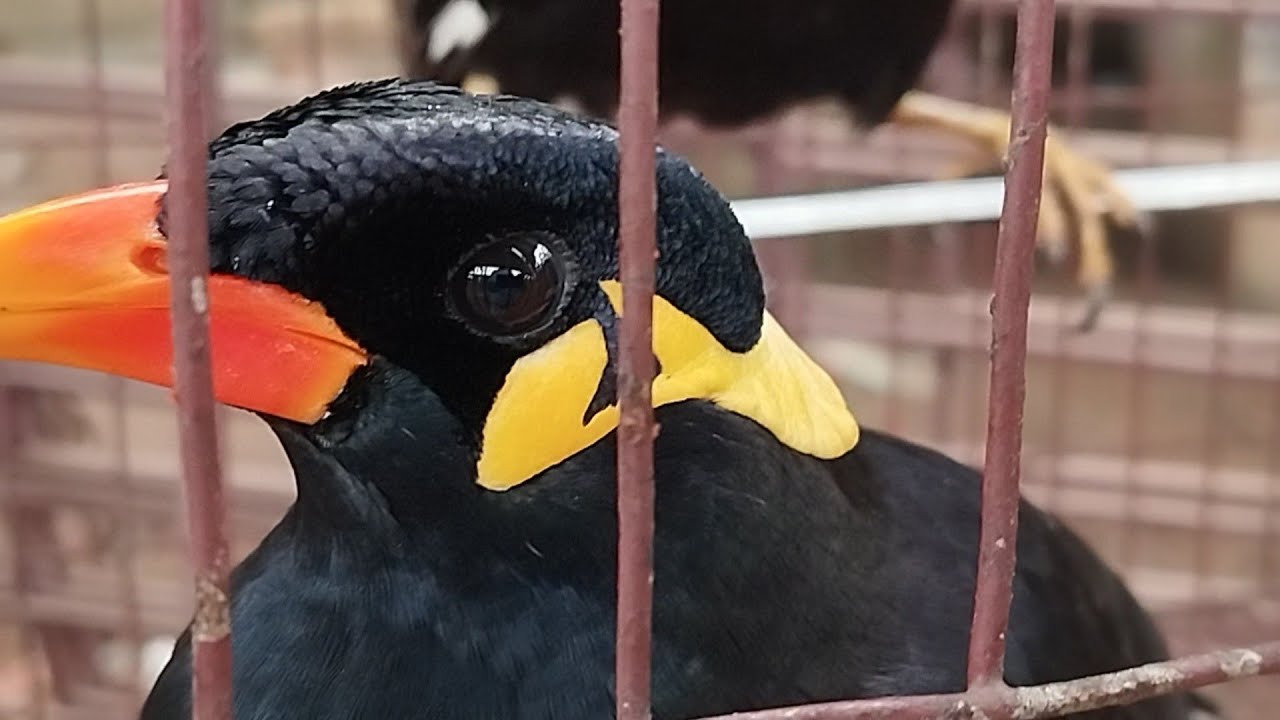 ময়না পাখি তার নাম বলতে পারে। আরো একবার ময়না পাখিকে দেখতে গেলাম।।