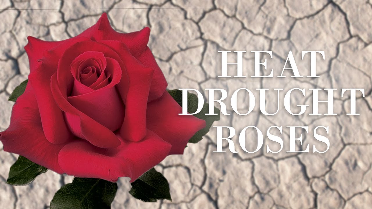 Heat, Drought, & Roses