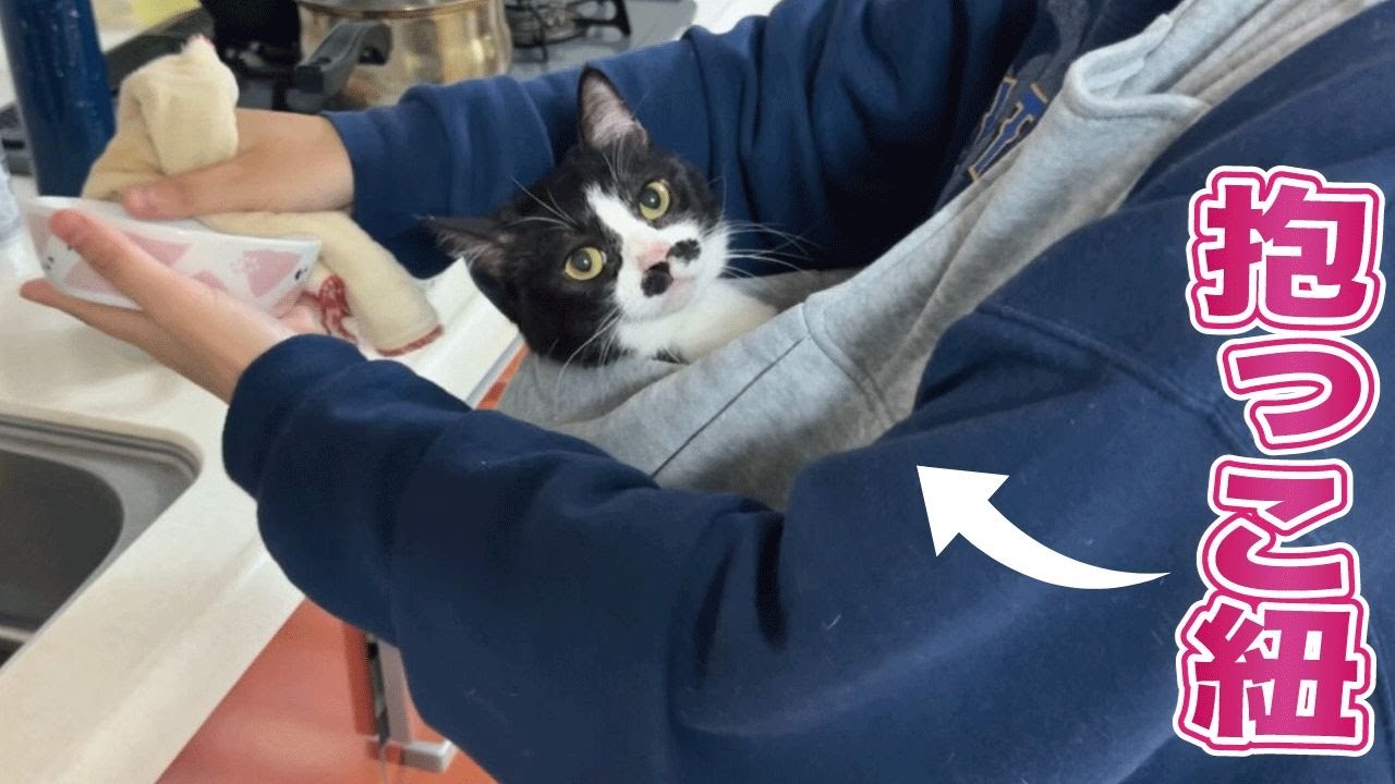 毎日抱っこをせがんでくる甘えん坊猫に抱っこ紐を使ってみたら赤ちゃんみたいになった