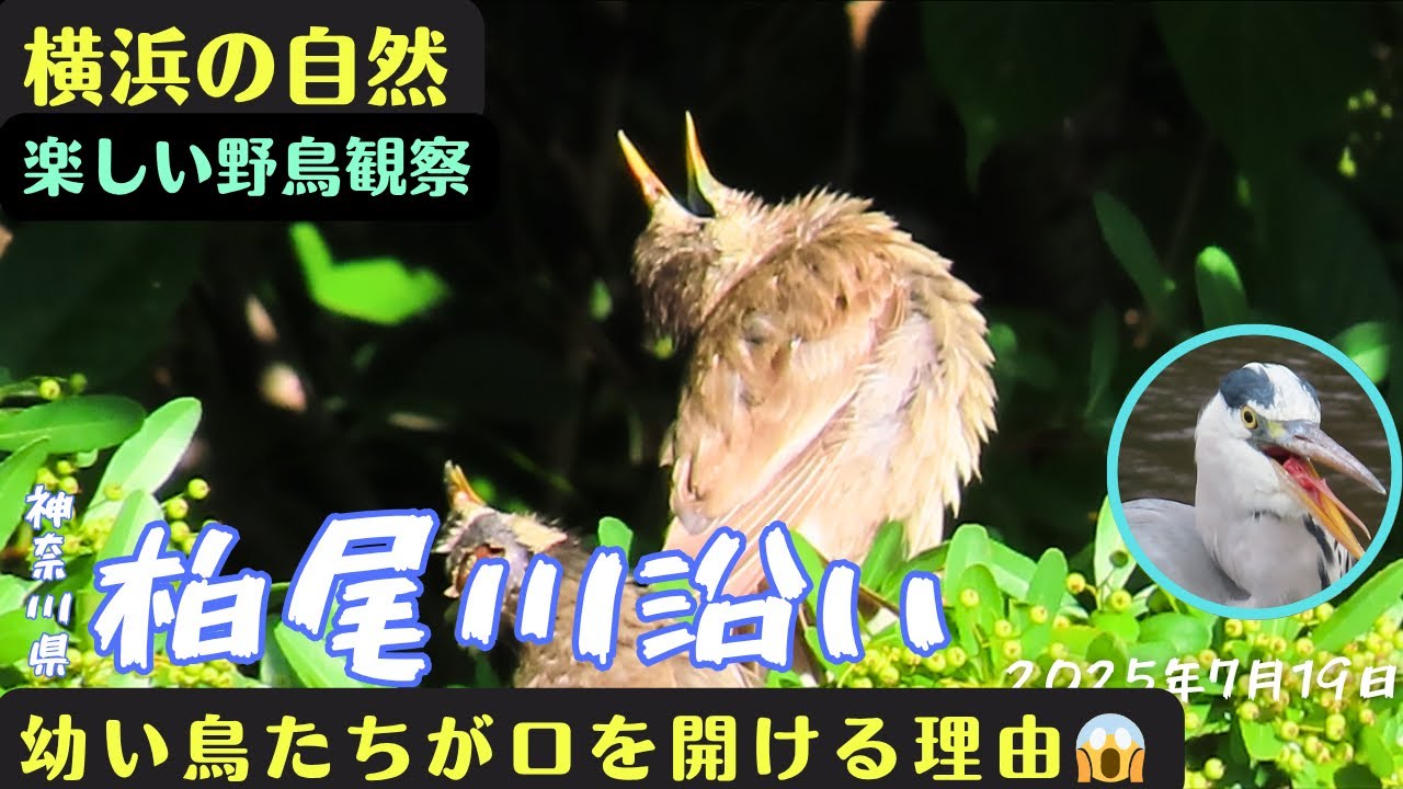 【身近な野鳥・野鳥観察】口を開けるのは親鳥にエサをねだるだけじゃない【散歩・ウォーキング】