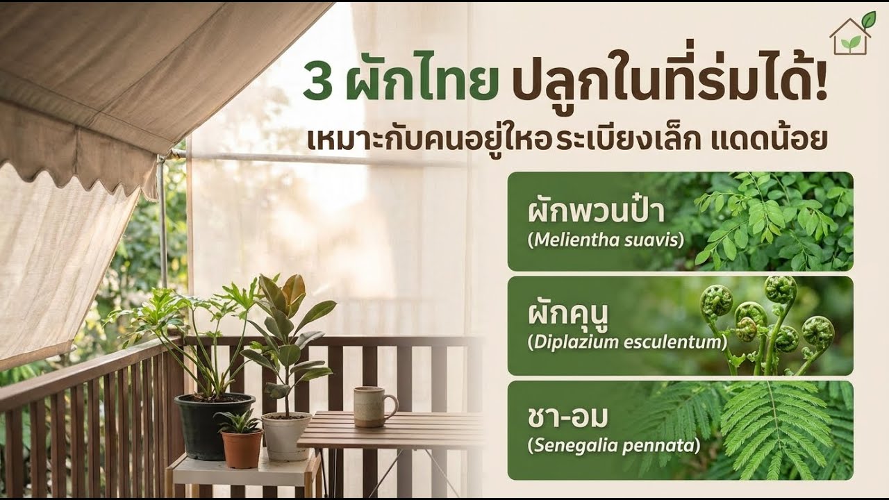 ผัก 9 ชนิดที่เติบโตได้ดีในที่ร่ม — เหมาะกับระเบียงและหอพัก
