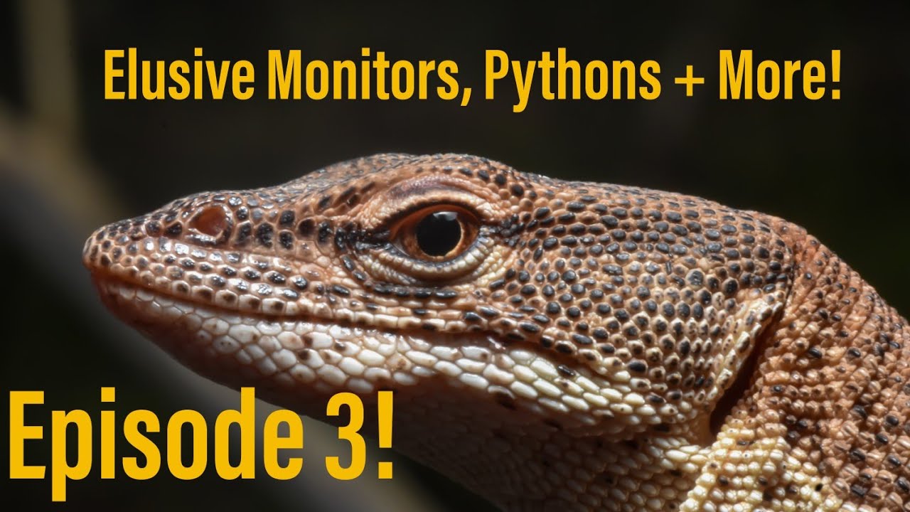 Herping Western QLD Episode 3: Fun in the North West!