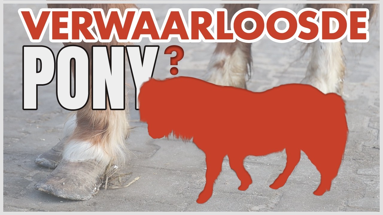 VERWAARLOOSDE pony in de OPVANG?! || Paard zoekt baas