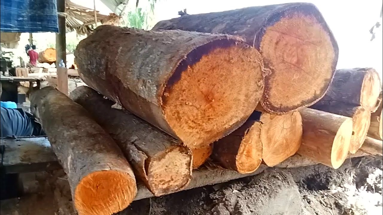 Full durasi...!! Kayu durian nya besar-besar dan kayu Stan