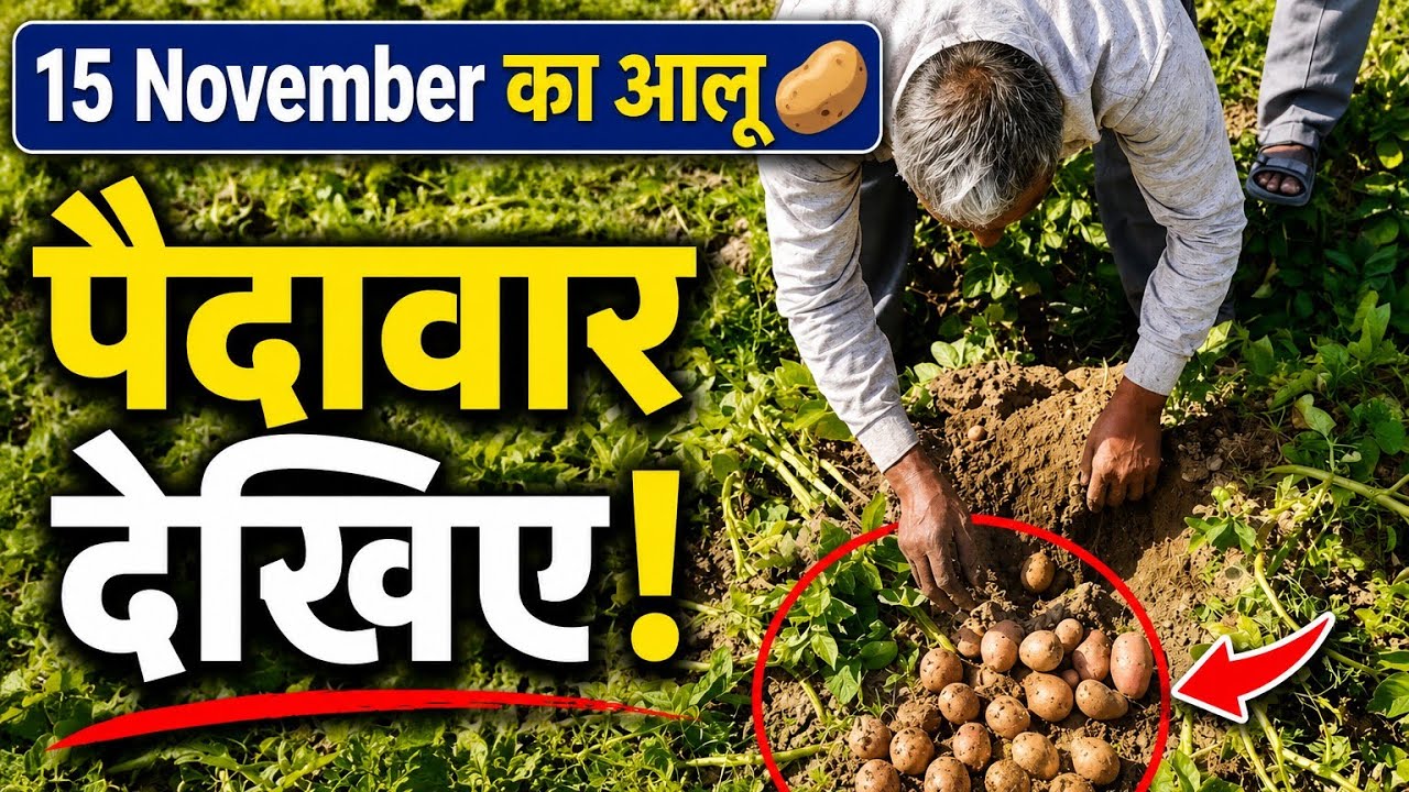 आलू की पैदावार | 15 November का आलू 🥔