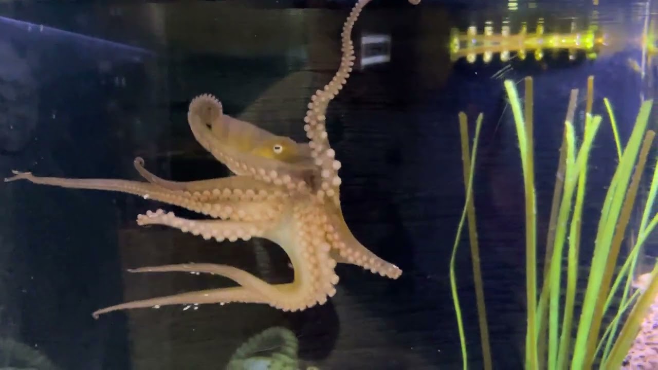 2025-08-02 California two-spot octopus (Octopus bimaculoides) at Central Coast Aquarium